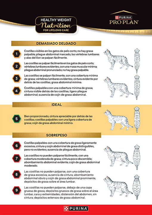 Evaluación de la condición corporal del gato