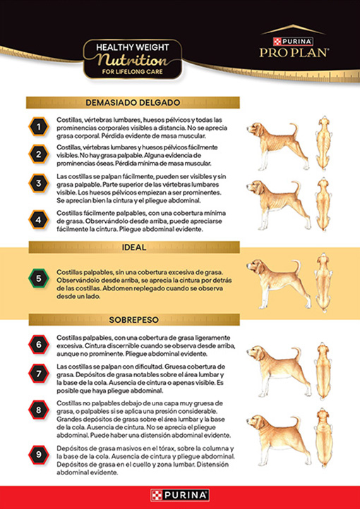 Evaluación de la condición corporal del perro