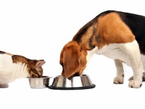 Efectos de la restricción de la dieta sobre la esperanza de vida y los cambios relacionados con la edad en perros.
