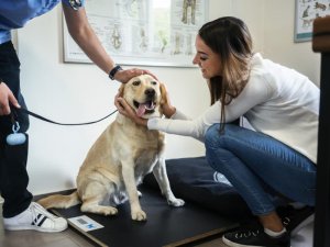 purina vetcenter image