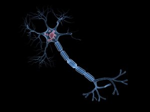 Tasa metabólica regional cerebral