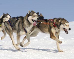 Respuestas de Metabolitos de Lípidos a la Dieta y Entrenamiento en Perros de Trineo header image