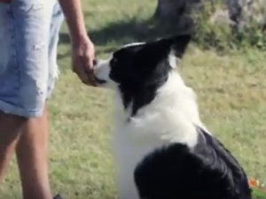 Enseñar a tu perro a sentarse