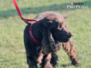 Collares para perros