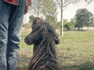 Evita que tu perro no salte sobre las personas