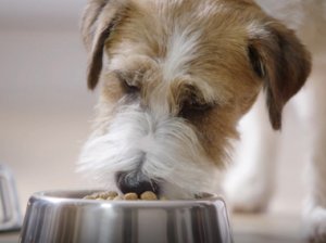 La nutrición de nuestras mascotas