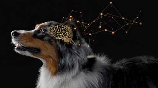 Canine Cognitive Assessment tool image