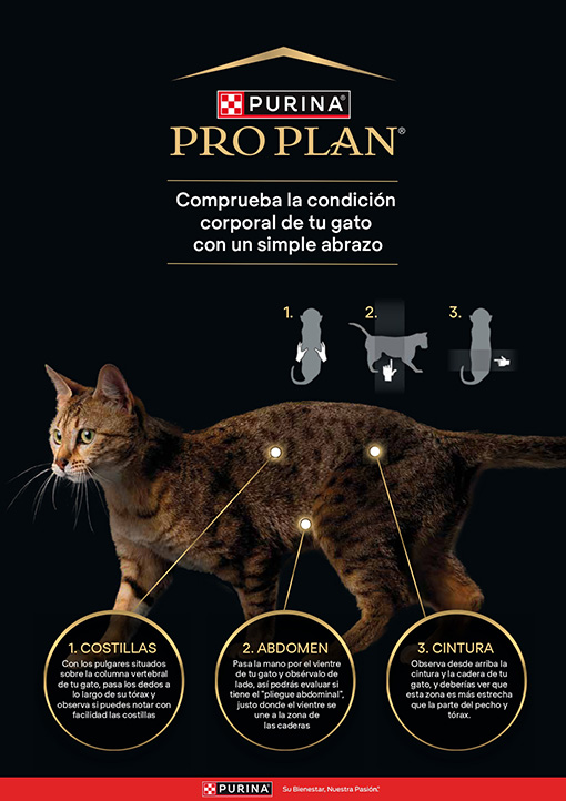 Poster Consumidor gato A4_1.jpg