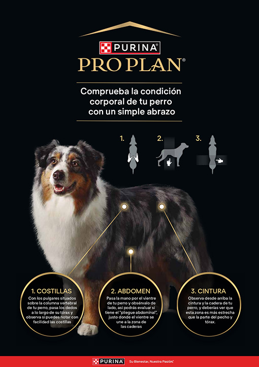 Posters consumidor perro A4_0.jpg